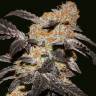 Auto Northern Blue feminised Ganja Seeds Auto Northern Blue feminised Ganja Seeds