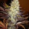 Auto Northern Blue feminised Ganja Seeds Auto Northern Blue feminised Ganja Seeds