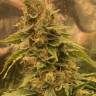 Auto Northern Blue feminised Ganja Seeds Auto Northern Blue feminised Ganja Seeds