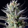 Auto Northern Blue feminised Ganja Seeds Auto Northern Blue feminised Ganja Seeds
