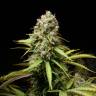 семена конопли почтой Auto Super Lemon Haze CBD feminised Green House Seeds семена конопли почтой Auto Super Lemon Haze CBD feminised Green House Seeds