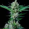 семена конопли с доставкой рф Jack 47 feminised RuSeeds семена конопли с доставкой рф Jack 47 feminised RuSeeds