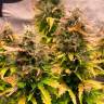 заказать семена Jack 47 feminised RuSeeds заказать семена Jack 47 feminised RuSeeds