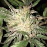 Jack 47 feminised RuSeeds Jack 47 feminised RuSeeds