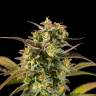 Семена Jack 47 feminised RuSeeds Семена Jack 47 feminised RuSeeds
