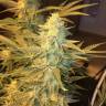 семена конопли в России Snow Leopard feminised Bang Seeds семена конопли в России Snow Leopard feminised Bang Seeds