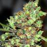 Auto Kolobok regular Ganja Seeds Auto Kolobok regular Ganja Seeds