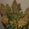 Auto Kolobok regular Ganja Seeds Auto Kolobok regular Ganja Seeds