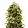 урожайные семена конопли Auto Bubba Cheese feminised Humboldt Seeds урожайные семена конопли Auto Bubba Cheese feminised Humboldt Seeds