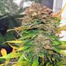качественные семена конопли Auto Bubba Cheese feminised Humboldt Seeds качественные семена конопли Auto Bubba Cheese feminised Humboldt Seeds