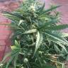 семена конопли для курения Auto No Name feminised Medical Seeds семена конопли для курения Auto No Name feminised Medical Seeds