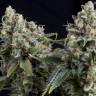 семена конопли скороспелый купить Auto Tutankhamon feminised Pyramid Seeds семена конопли скороспелый купить Auto Tutankhamon feminised Pyramid Seeds