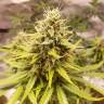 семена конопли аутдор Auto Tutankhamon feminised Pyramid Seeds семена конопли аутдор Auto Tutankhamon feminised Pyramid Seeds