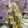 семена конопли дешево Auto Tutankhamon feminised Pyramid Seeds семена конопли дешево Auto Tutankhamon feminised Pyramid Seeds