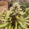 семена конопли в интернете Auto Tutankhamon feminised Pyramid Seeds семена конопли в интернете Auto Tutankhamon feminised Pyramid Seeds