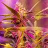 семена конопли для посадки купить Auto Sweet Cheese feminised Sweet Seeds семена конопли для посадки купить Auto Sweet Cheese feminised Sweet Seeds