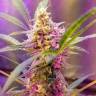 семена конопли курьером Auto Sweet Cheese feminised Sweet Seeds семена конопли курьером Auto Sweet Cheese feminised Sweet Seeds