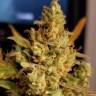 семена конопли индика Auto Sweet Cheese feminised Sweet Seeds семена конопли индика Auto Sweet Cheese feminised Sweet Seeds