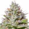 Семена каннабиса Blue Gelato 41 feminised Ganja Seeds Семена каннабиса Blue Gelato 41 feminised Ganja Seeds