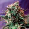 Семена марихуаны Jack 47 feminised Ganja Seeds Семена марихуаны Jack 47 feminised Ganja Seeds