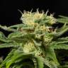Семена конопли California Hash Plant feminised GanjaLiveSeeds купить Семена конопли California Hash Plant feminised GanjaLiveSeeds купить