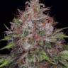 Black Domina x Jack Herer feminised Ganja Seeds Black Domina x Jack Herer feminised Ganja Seeds