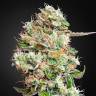 хорошие семена конопли Auto King’s Kush CBD feminised Green House Seeds хорошие семена конопли Auto King’s Kush CBD feminised Green House Seeds