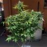 Auto Mazar feminised Dutch Passion Seeds Auto Mazar feminised Dutch Passion Seeds
