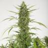заказ семян конопли Москва Auto Bubba Kush feminised Humboldt Seeds заказ семян конопли Москва Auto Bubba Kush feminised Humboldt Seeds