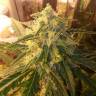 семена конопли Россия Auto Bubba Kush feminised Humboldt Seeds семена конопли Россия Auto Bubba Kush feminised Humboldt Seeds