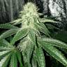 семена конопли Auto Bubba Kush feminised Humboldt Seeds семена конопли Auto Bubba Kush feminised Humboldt Seeds