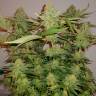 семена конопли в интернете Bcn Sour Diesel feminised Medical Seeds семена конопли в интернете Bcn Sour Diesel feminised Medical Seeds