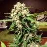 семена конопли в интернете Auto Acid feminised Paradise Seeds семена конопли в интернете Auto Acid feminised Paradise Seeds