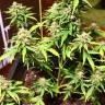 семена конопли гидропоники Auto Acid feminised Paradise Seeds семена конопли гидропоники Auto Acid feminised Paradise Seeds