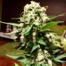 семена конопли дешево Auto Acid feminised Paradise Seeds семена конопли дешево Auto Acid feminised Paradise Seeds