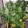 семена конопли индика Auto Sweet Skunk feminised Royal Queen семена конопли индика Auto Sweet Skunk feminised Royal Queen