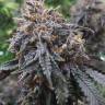 семена конопли с доставкой рф Auto Afghan Kush feminised Ganja Seeds семена конопли с доставкой рф Auto Afghan Kush feminised Ganja Seeds