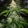 Auto Afghan Kush feminised Ganja Seeds Auto Afghan Kush feminised Ganja Seeds