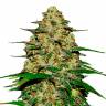 Семена Wedding Cheesecake feminised Ganja Seeds Семена Wedding Cheesecake feminised Ganja Seeds