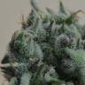 Кубанский убийца feminised Ganja Seeds Кубанский убийца feminised Ganja Seeds