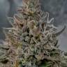 Кубанский убийца feminised Ganja Seeds Кубанский убийца feminised Ganja Seeds