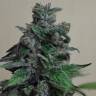 семена конопли недорого Кубанский убийца feminised семена конопли недорого Кубанский убийца feminised