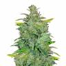 заказ семян конопли Москва Auto White Widow CBD feminised Green House Seeds заказ семян конопли Москва Auto White Widow CBD feminised Green House Seeds