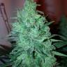 семена индийской конопли Auto White Widow CBD feminised Green House Seeds семена индийской конопли Auto White Widow CBD feminised Green House Seeds