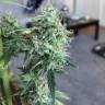 семена конопли медицинской Auto White Widow CBD feminised Green House Seeds семена конопли медицинской Auto White Widow CBD feminised Green House Seeds