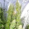 Auto Lemon regular Ganja Seeds Auto Lemon regular Ganja Seeds