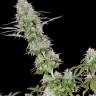 Auto Lemon regular Ganja Seeds Auto Lemon regular Ganja Seeds