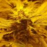 купить семена конопли Auto Lemon regular купить семена конопли Auto Lemon regular