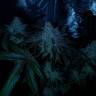 семена культурной конопли купить Peyote Cookies feminised Barneys Farm семена культурной конопли купить Peyote Cookies feminised Barneys Farm