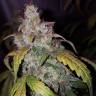 семена конопли автоцвет Auto White Widow feminised Pyramid Seeds семена конопли автоцвет Auto White Widow feminised Pyramid Seeds